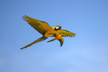 Released parrots fly over the meadow.