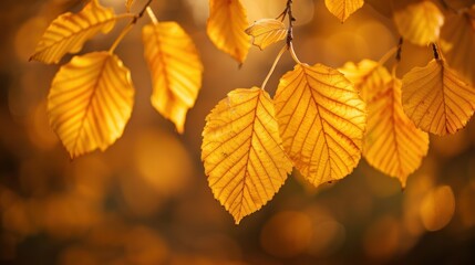 Fototapeta premium The Autumn Leaves Closeup
