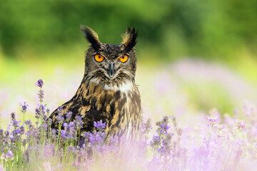 A great horned owl sits in a meadow in the plants and looks around.