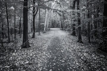 Serene black and white forest path covered in fallen leaves, creating a peaceful and tranquil atmosphere in nature.