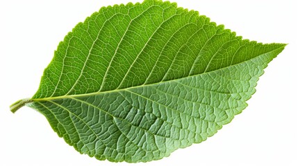 Obraz premium Green leaf, isolated on a white background with clipping path