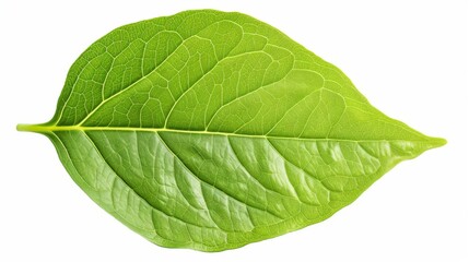 Obraz premium Green leaf, isolated on a white background with clipping path