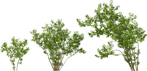 shrub salix wallichiana - andersson hq arch viz cutout plant
