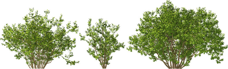 shrub salix wallichiana - andersson hq arch viz cutout plant