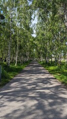 Straight path through the trees 