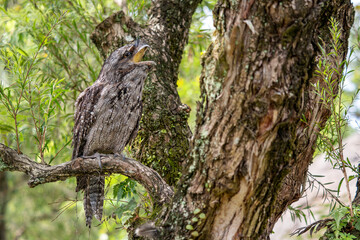Tawny Frogmouth - Podargus strigoides, unique large nocturnal bird from Australian forests and woodlands.