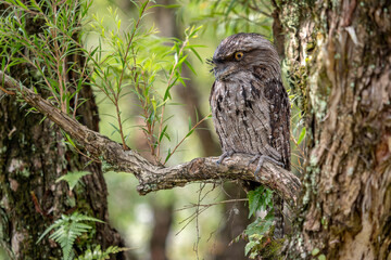 Tawny Frogmouth - Podargus strigoides, unique large nocturnal bird from Australian forests and woodlands.
