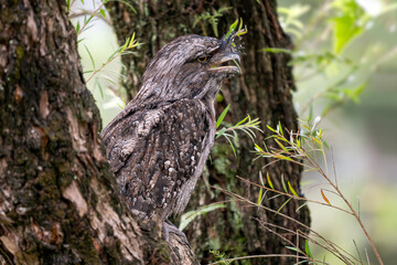 Tawny Frogmouth - Podargus strigoides, unique large nocturnal bird from Australian forests and woodlands.