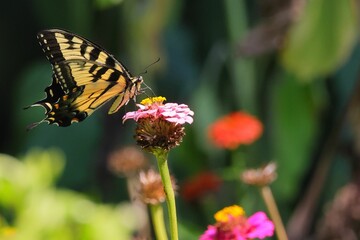 Close-up of a butterfly feeding on a colorful flower in a garden with a blurred background
