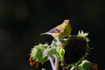 Vibrant yellow bird perched on a sunflower against a dark background