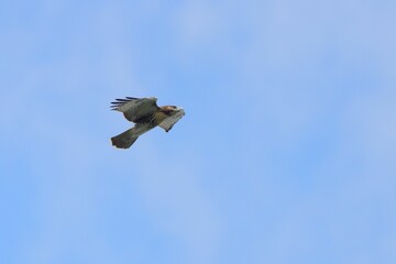 Hawk soaring in the clear blue sky, showcasing its wingspan and feather details