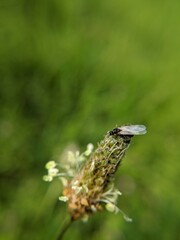 moth on a leaf