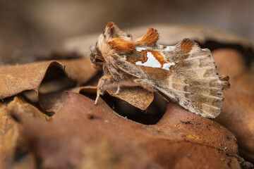 The Argentine (Spatalia argentina) is a moth of the family Notodontidae.	