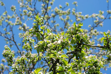 flowering branches of an apple tree. white flowers on the tree. blue sky