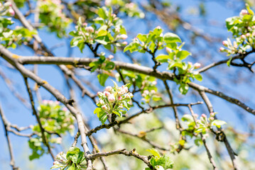 flowering branches of an apple tree. white flowers on the tree. blue sky