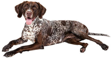 Happy German Shorthaired Pointer Dog Lying Down with Tongue Out on Transparent Background, Ideal for Pet themed Designs and Animal Enthusiasts