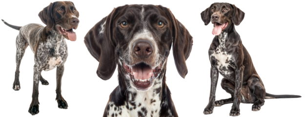 Friendly German Shorthaired Pointer Dogs Collection on Transparent Background - Standing, Portrait and Sitting