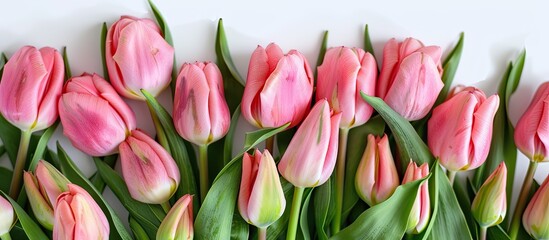 Obraz premium Bouquet of pink tulips isolated on white background with copy space image