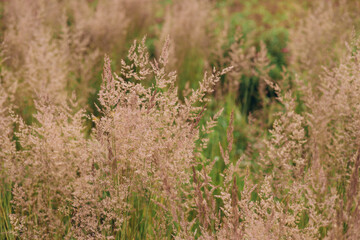 Bent grass also known as bentgrass or colonial bent or Agrostis capillaris. Abstract neutral background.