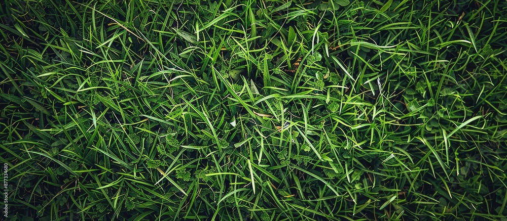 Poster close up shot displaying a detailed green grass texture with copy space image