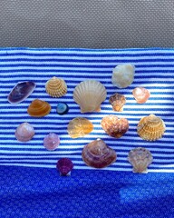 seashells on the sand
