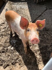 Auf dem Spaziergang Babe getroffen