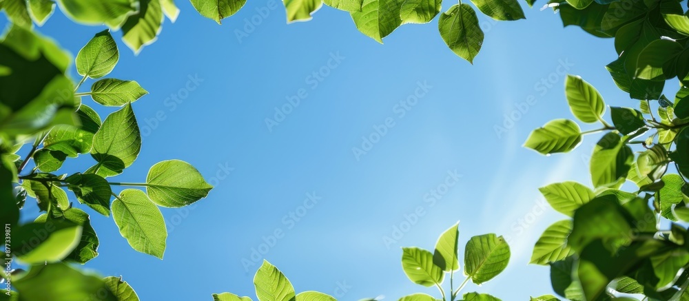 Poster Frame of green leaves against a blue sky with copy space image in the middle for text