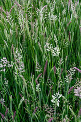 Obraz premium Mixture of mature grasses gone to seed.