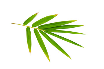 bamboo leaf isolated on white background
