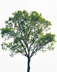 Obraz premium White Oak Silhouette. Tree Silhouette Isolated on Green Nature Background