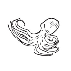 A line drawn octopus, a simple sketch in black and white and drawn by hand. 