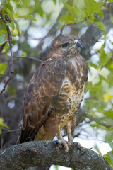 A common buzzard sits on the thick branch toward the camera lens with a green leaves background on a sunny summer day.