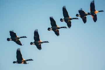 Bird Formation. Flock of Geese in V-Shape Flight Across the Sky