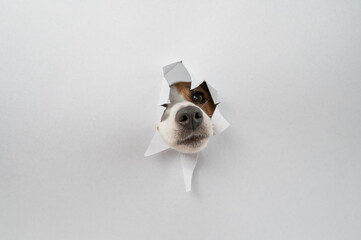 The nose of a Jack Russell Terrier dog sticks out of light gray cardboard. Copy space. 