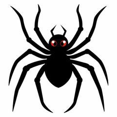 spider isolated on white background