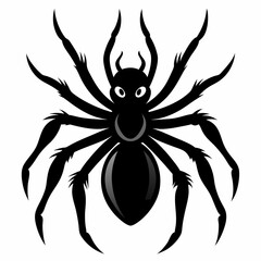 spider isolated on white background