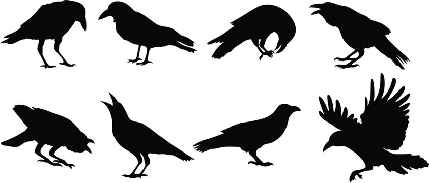 Black Crow Silhouette vector illustrations