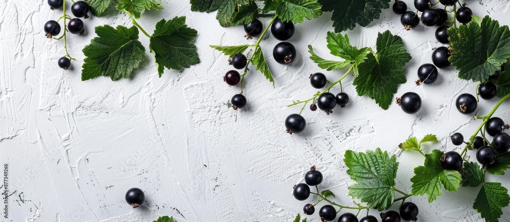 Poster black currant cuttings on a white backdrop with copy space image