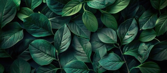 Fototapeta premium Nature themed background with lovely leaves to evoke a strong sense of affection and appreciation for the environment featuring copy space image