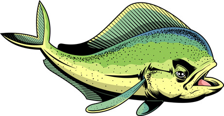 Mahi Mahi Or Dolphin Fish Swims Underwater Graphic Design. Vector Hand Drawn Illustration Isolated On Transparent Background