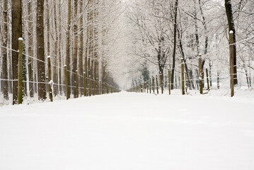 Beautiful Winter Alley with Bare Trees and Snow in Locarno, Ticino, Switzerland.
