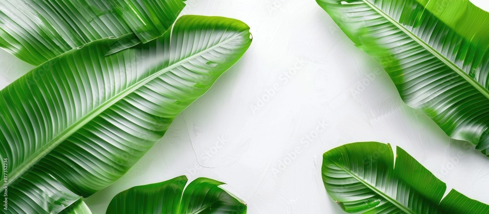 Poster Background of a green banana leaf with copy space image