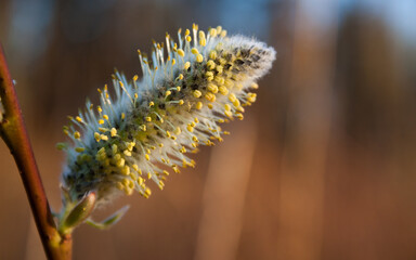 willow bud