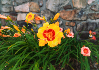 Vibrant Daylilies in Full Bloom Against Stone Wal