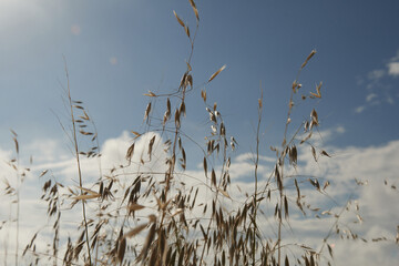 Griminess in the wind under the sky in a sunny day