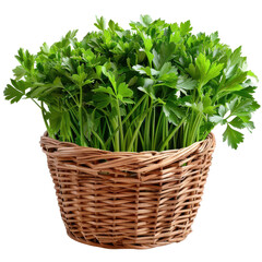 Fototapeta premium Fresh Parsley in Basket, Parsley leaves in woven basket, Crisp and aromatic.