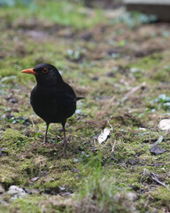 Amsel in freier Laufbahn