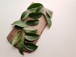 leaves of ora- pro -nóbis pancs type plant on light beige background