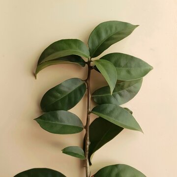 eaves of ora- pro- n&oacute;bis, pancs type plant on  light beige background
