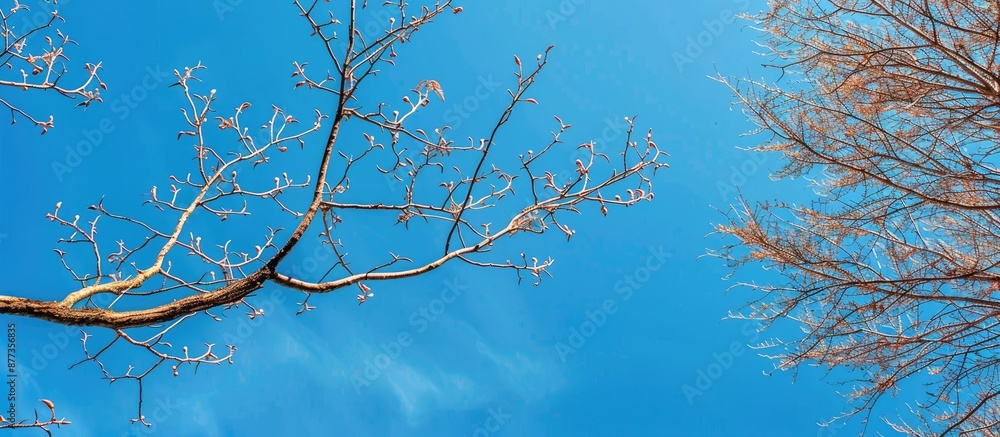 Poster tree branches with no leaves contrast the vibrant blue sky creating a striking visual with copy spac